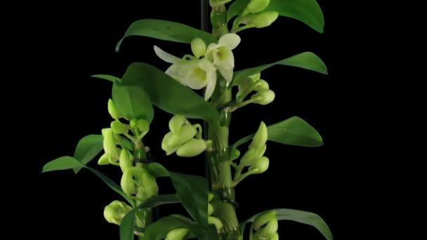 Time Lapse Apertura Orchid Dendrobium Nobile Type Hybrid Aislado Sobre — Vídeo de stock