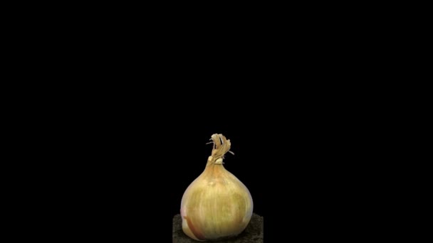 Time Lapse Growing Green Onions Allium Cepa Isolated Black Background — Stock Video