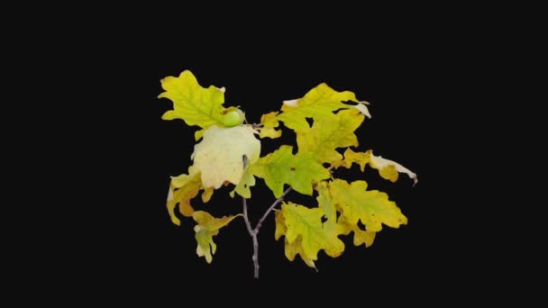 Time Lapse Drying Oak Branch 6B2 Isolated Black Background — Stock Video