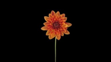 ALPHA mat biçiminde büyüyen ve açan portakal çiçeğinin zaman aralığı siyah arkaplanda izole edilmiş
