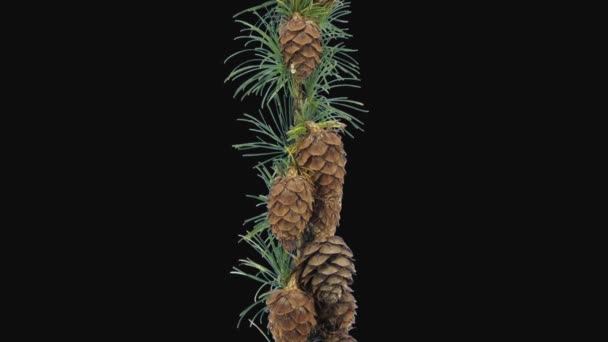 Time Lapse Opening Larch Tree Cone Isolated Black Background — Stock Video