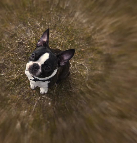 Boston terrier arıyorum