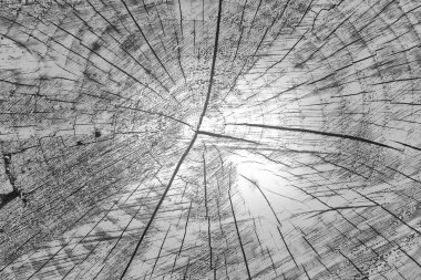 tek renkli ahşap doku