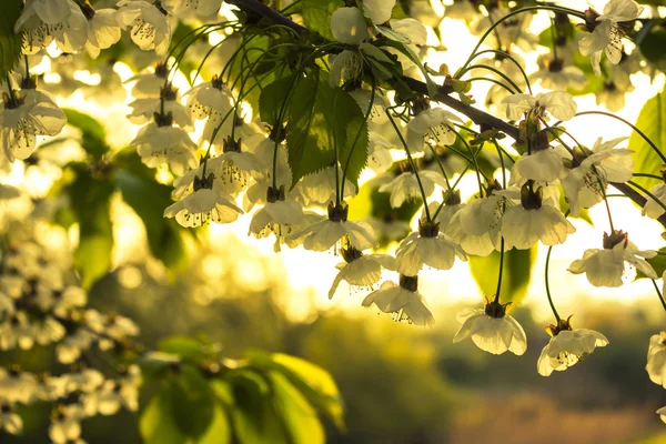 Fiori di ciliegio retroilluminati — Foto Stock