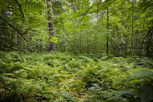 Floresta verde espessa Fotos De Bancos De Imagens Sem Royalties