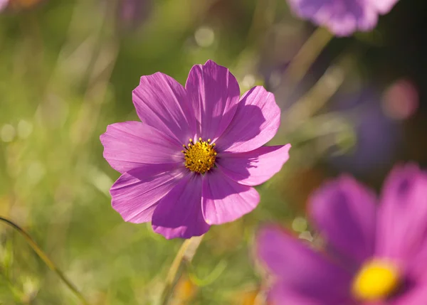 Spring flower background — Stock Photo, Image