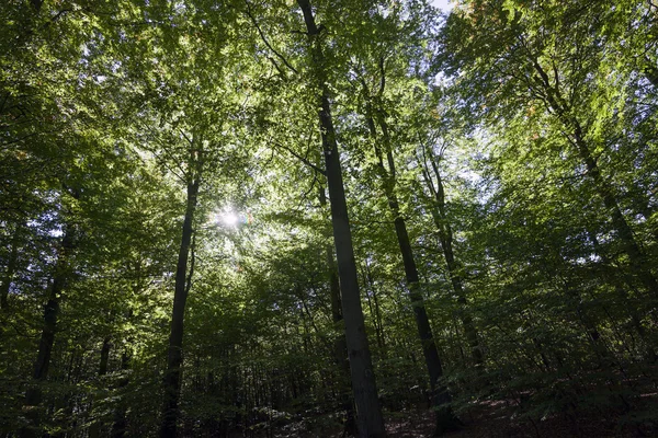 De stralen van de zon door bijkantoren Stockfoto