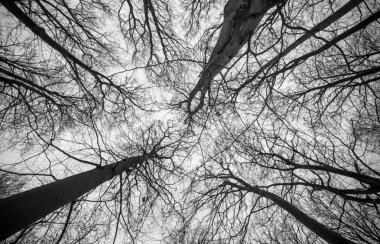 Ağaç başında gökyüzü karşı