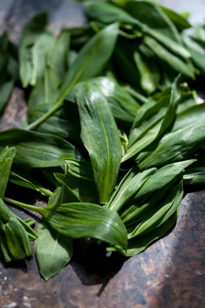 Wild green garlic — Stock Photo, Image