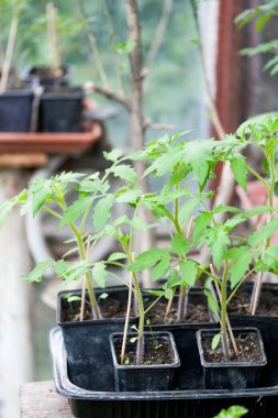 Genç domates fidesi