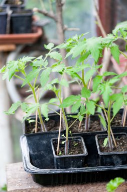 Genç domates fidesi