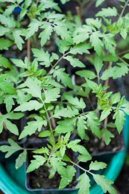 Genç domates fidesi