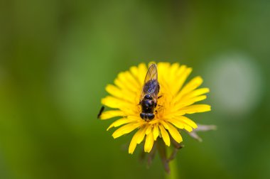 Karahindiba üzerinde arı