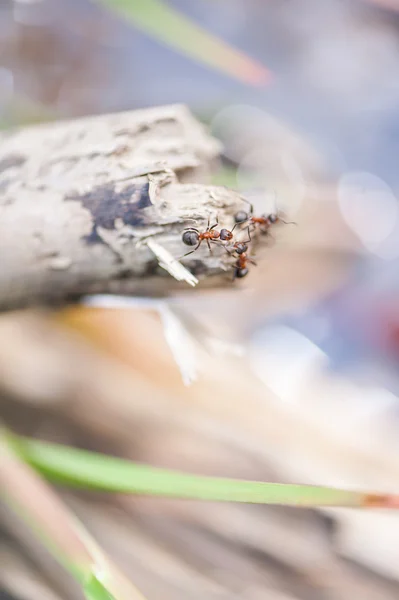 Ameisen auf einem Baum — Stockfoto