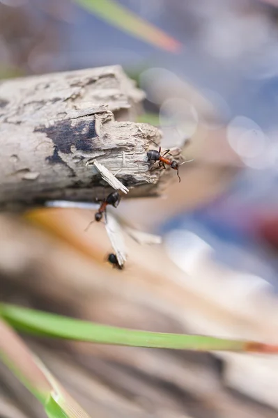 Ameisen auf einem Baum — Stockfoto