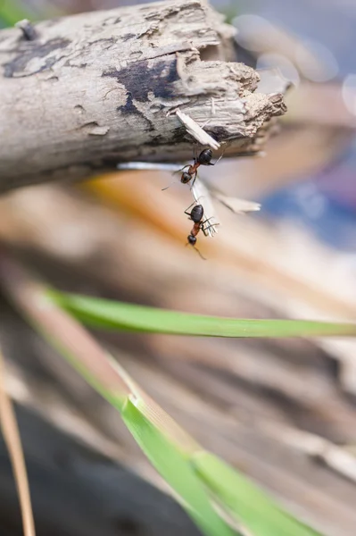 Formiche su un albero — Foto Stock