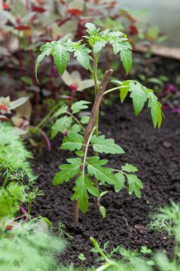 Genç domates fidesi