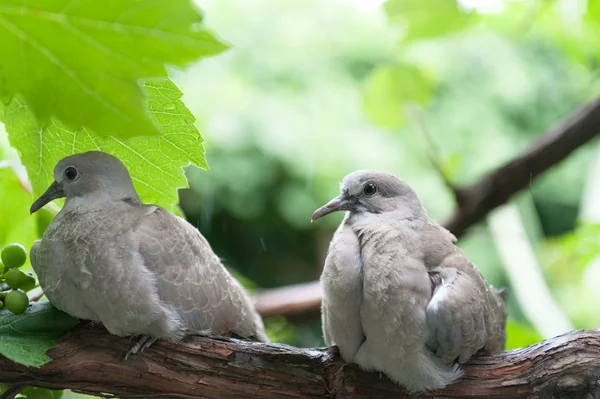 Oiseaux sous la pluie — Photo