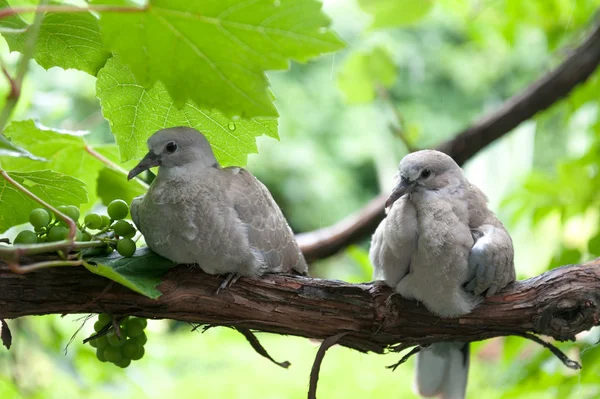 Vögel im Regen — Stockfoto