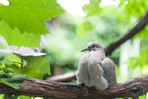 Oiseaux sous la pluie — Photo