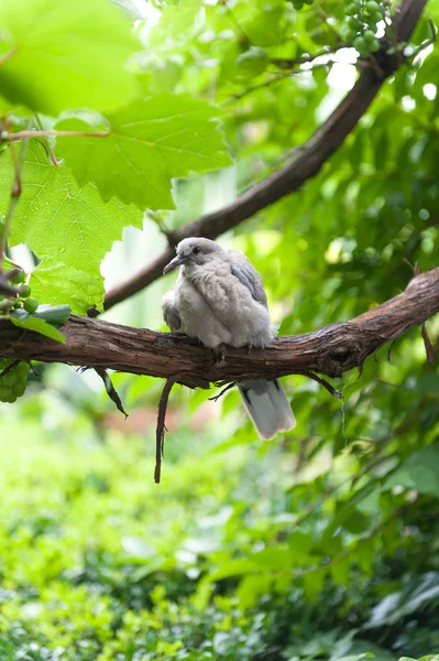 Oiseaux sous la pluie — Photo