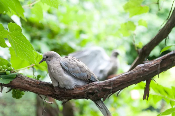 Vögel im Regen — Stockfoto