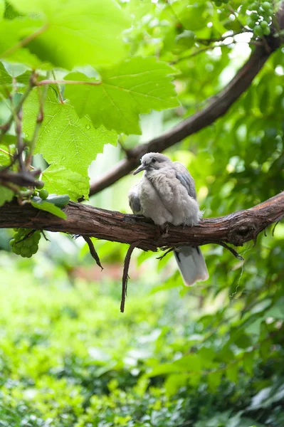 Oiseaux sous la pluie — Photo