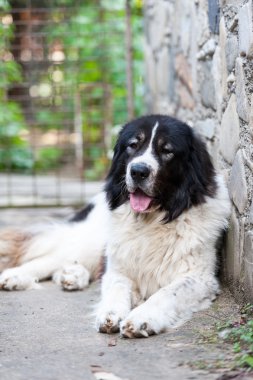 Bucovina shepherd dog clipart