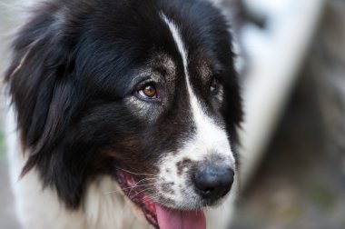 Bucovina çoban köpeği
