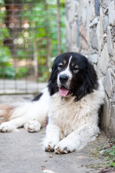 Perro pastor Bucovina — Foto de Stock