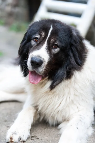 Perro pastor Bucovina — Foto de Stock