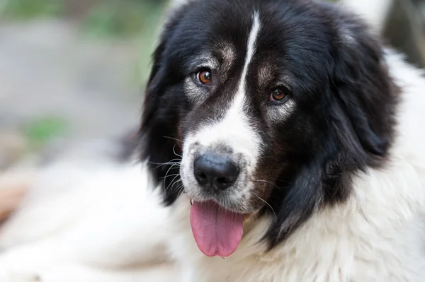 Bucovina shepherd dog — Stock Photo, Image