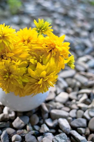 Chrysanthemum — Stock Photo, Image