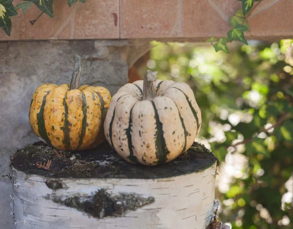 Halloween — Stock Photo, Image