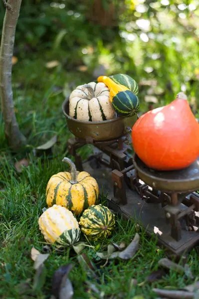 Halloween. — Fotografia de Stock