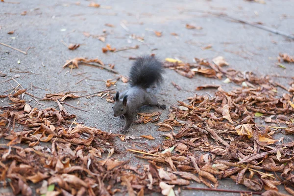 Squirrel — Stock Photo, Image