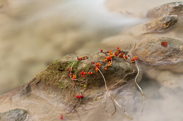 Beusnita river — Stockfoto