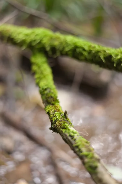 Beusnita — Stok fotoğraf