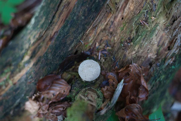 Mushrooms — Stock Photo, Image