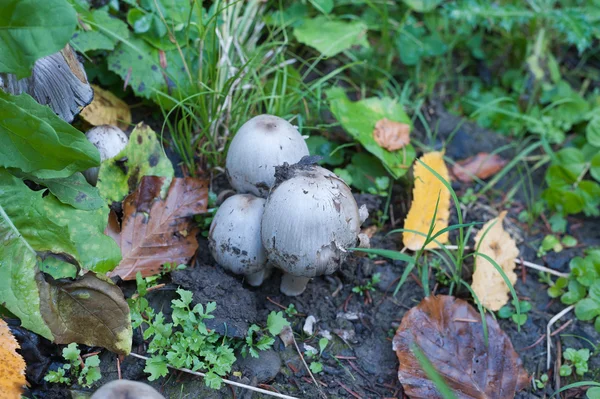 Mushrooms — Stock Photo, Image