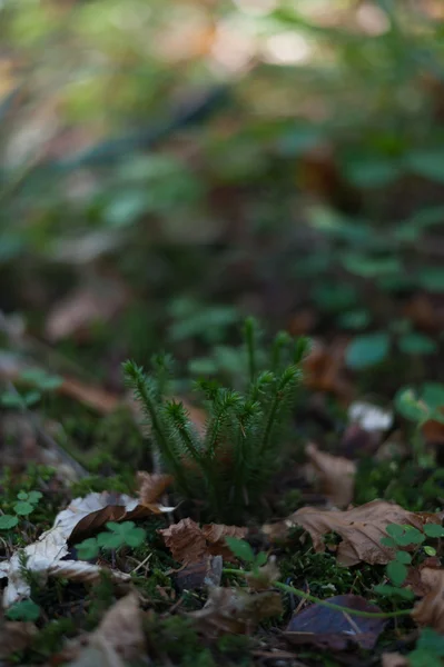 Nerei raviner — Stockfoto