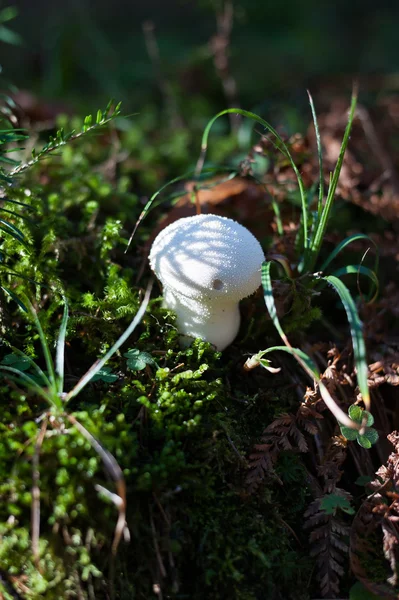 Mushrooms — Stock Photo, Image