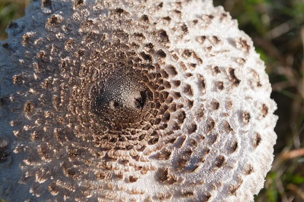 Mushroom — Stock Photo, Image