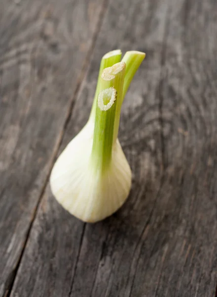 Bombilla de hinojo — Foto de Stock