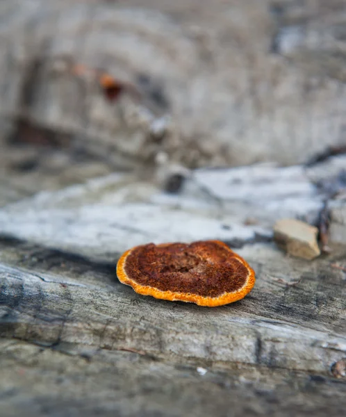 Mushroom — Stock Photo, Image