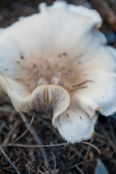 Pilz — Stockfoto