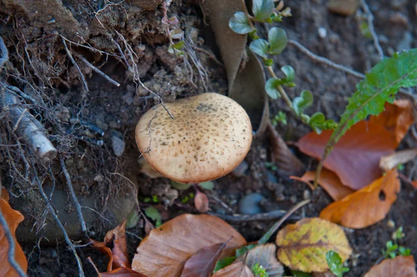 Pilz — Stockfoto