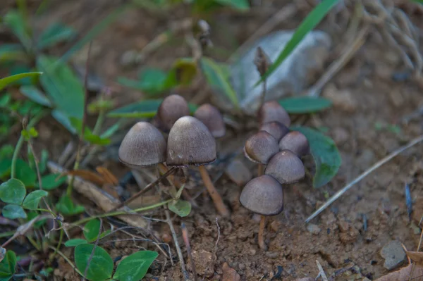 Pilz — Stockfoto