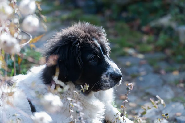 Shepherd dog — Stock Photo, Image