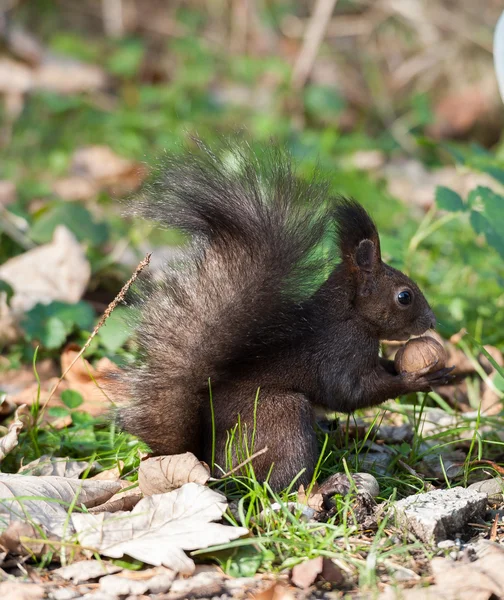 Squirrel — Stock Photo, Image